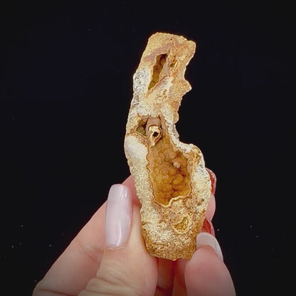 Petrified Coral