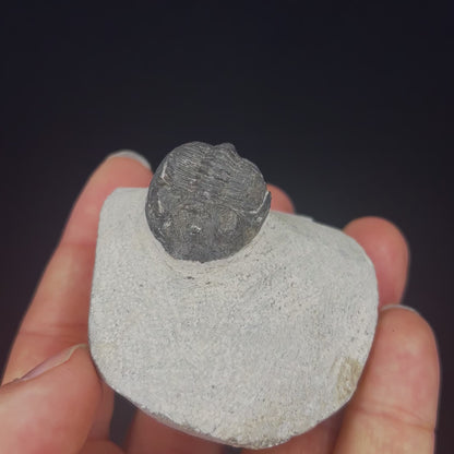 Metacanthian Trilobite in Matrix
