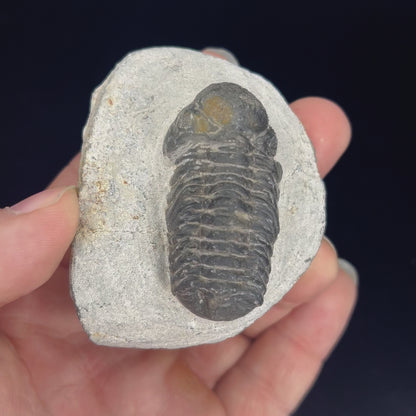 Metacanthian Trilobite in Matrix