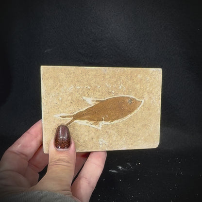Fish Fossil - Knightia Eoceana