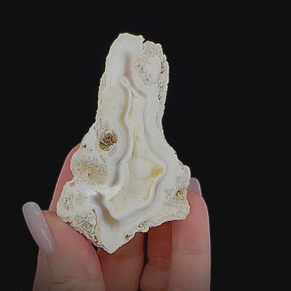 Petrified Coral