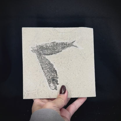Fish Fossil - Knightia Eoceana