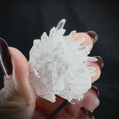 Chrysanthemum Stone