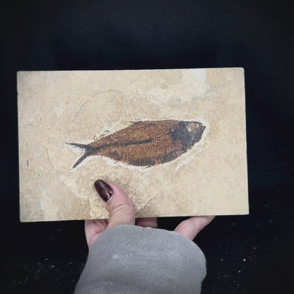 Fish Fossil - Knightia Eoceana