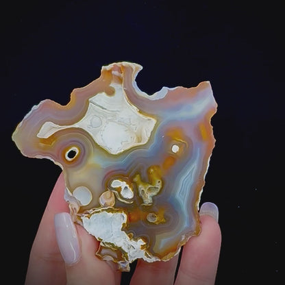 Petrified Coral