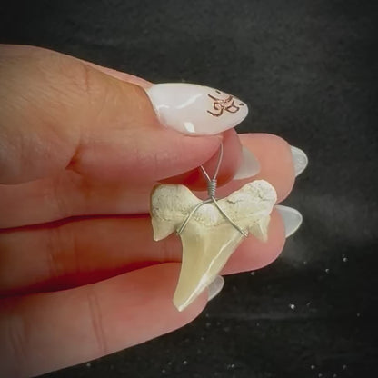 Shark Tooth
