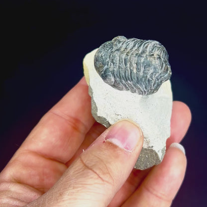 Metacanthian Trilobite in Matrix