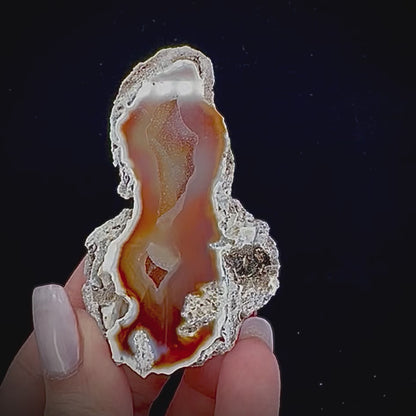 Petrified Coral