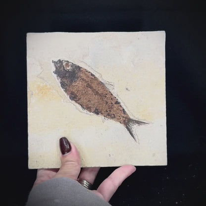 Fish Fossil - Knightia Eoceana