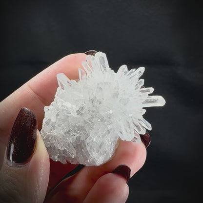 Chrysanthemum Stone