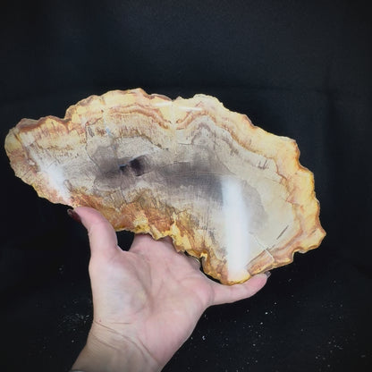 Petrified Wood Slab