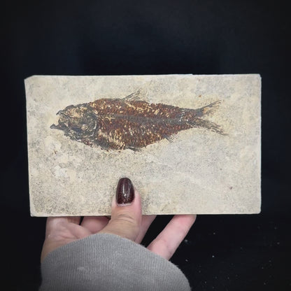 Fish Fossil - Knightia Eoceana