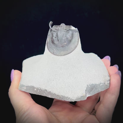 Batman Trilobite
