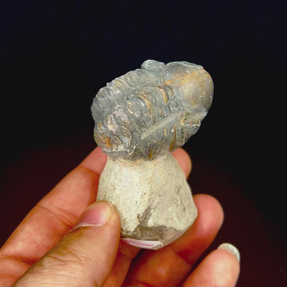Metacanthian Trilobite in Matrix