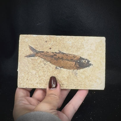 Fish Fossil - Knightia Eoceana