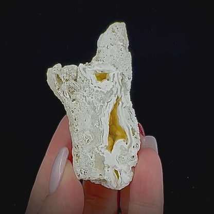 Petrified Coral