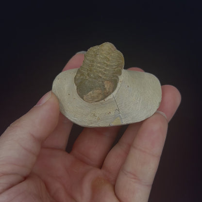 Metacanthian Trilobite in Matrix