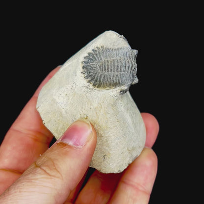 Metacanthian Trilobite in Matrix