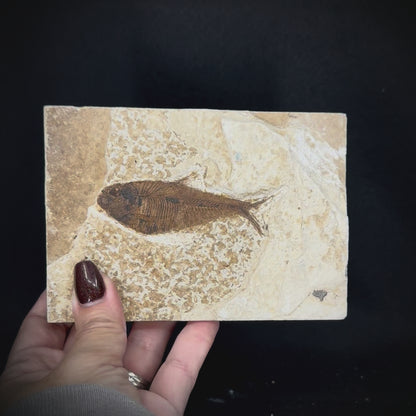 Fish Fossil - Knightia Eoceana