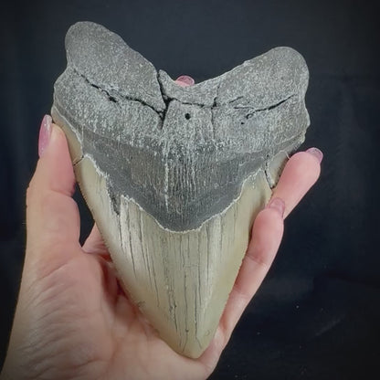 Megalodon Tooth