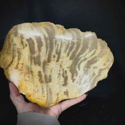 Petrified Wood Slab