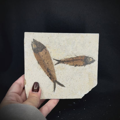Fish Fossil - Knightia Eoceana