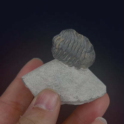 Metacanthian Trilobite in Matrix