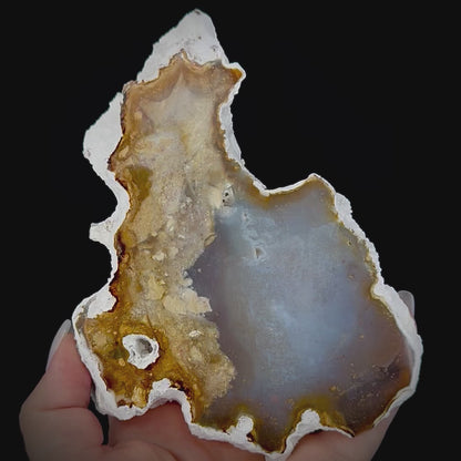 Petrified Coral