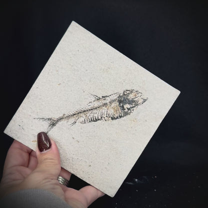 Fish Fossil - Knightia Eoceana
