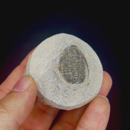 Metacanthian Trilobite in Matrix