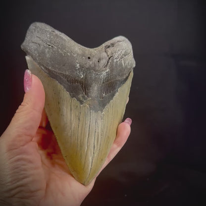 Megalodon Tooth