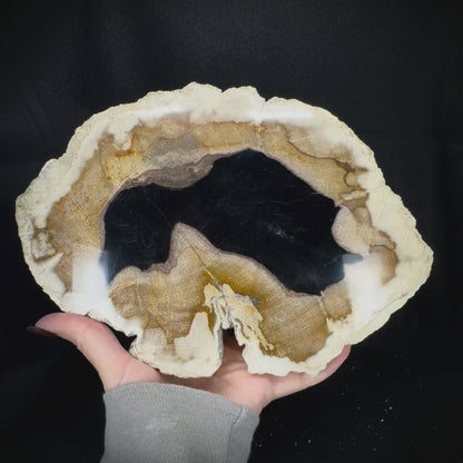 Petrified Wood Slab