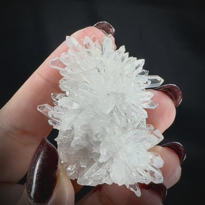 Chrysanthemum Stone