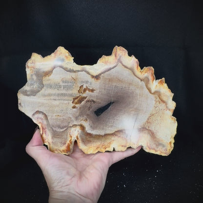 Petrified Wood Slab