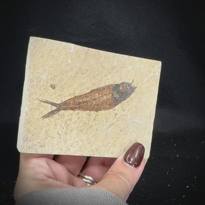 Fish Fossil - Knightia Eoceana