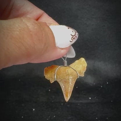 Shark Tooth