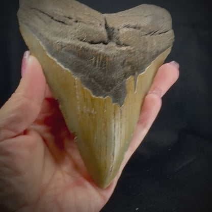 Megalodon Tooth