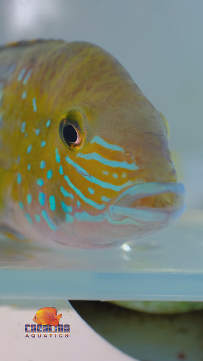 Cichlid - Terror Green Wild Ecuador XL