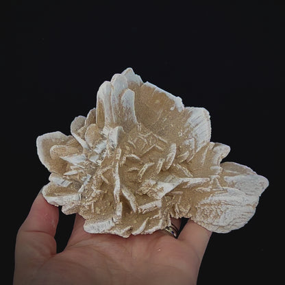 Sandrose Flat Bottom Md