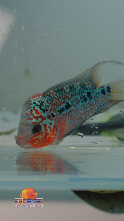 Cichlid - Flowerhorn Red Kamfa 4in