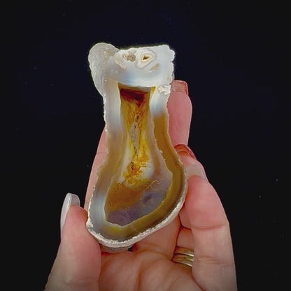 Petrified Coral