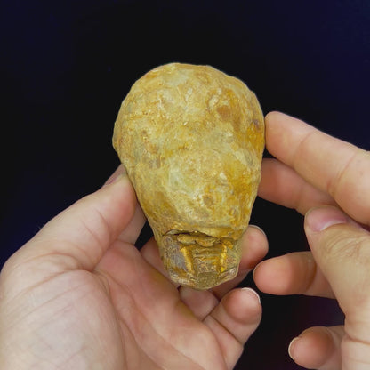 Trilobite Geodes