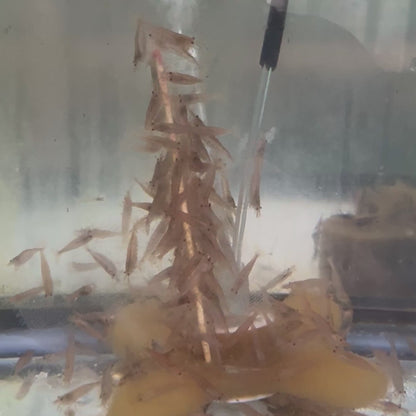 KatsAquatics Shrimpsicles