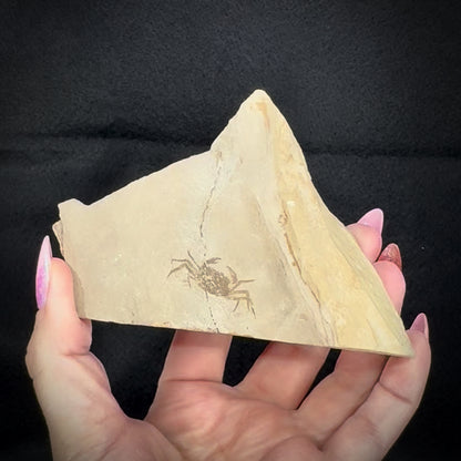 Fossil - Crab Pinnixa