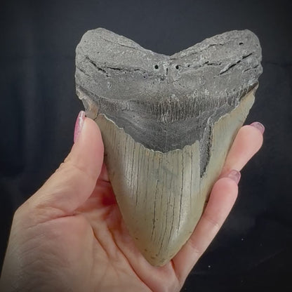 Megalodon Tooth