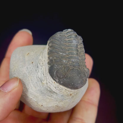 Metacanthian Trilobite in Matrix