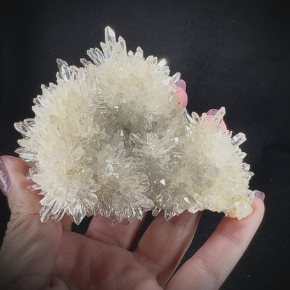 Chrysanthemum Stone