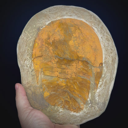 Paradox Trilobite