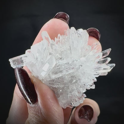 Chrysanthemum Stone