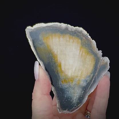 Petrified Coral